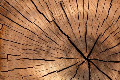 O korzystnym wpływie drewna na zdrowie
