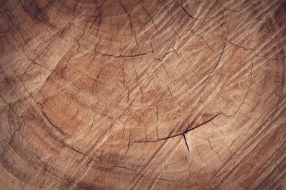 Poznaj zalety drewna dębowego